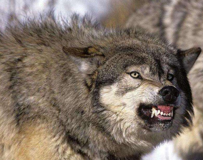 古人讲"狼狈为奸",那"狈"究竟是什么动物?有何历史渊源?