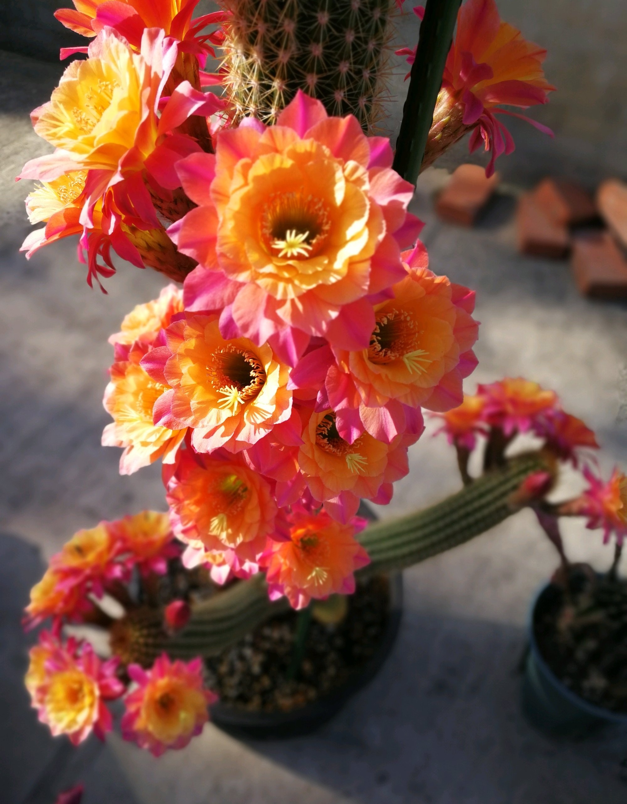 仙人球样子(仙人球界的"男神",株型直立挺拔,花朵颜值很高,每年开花