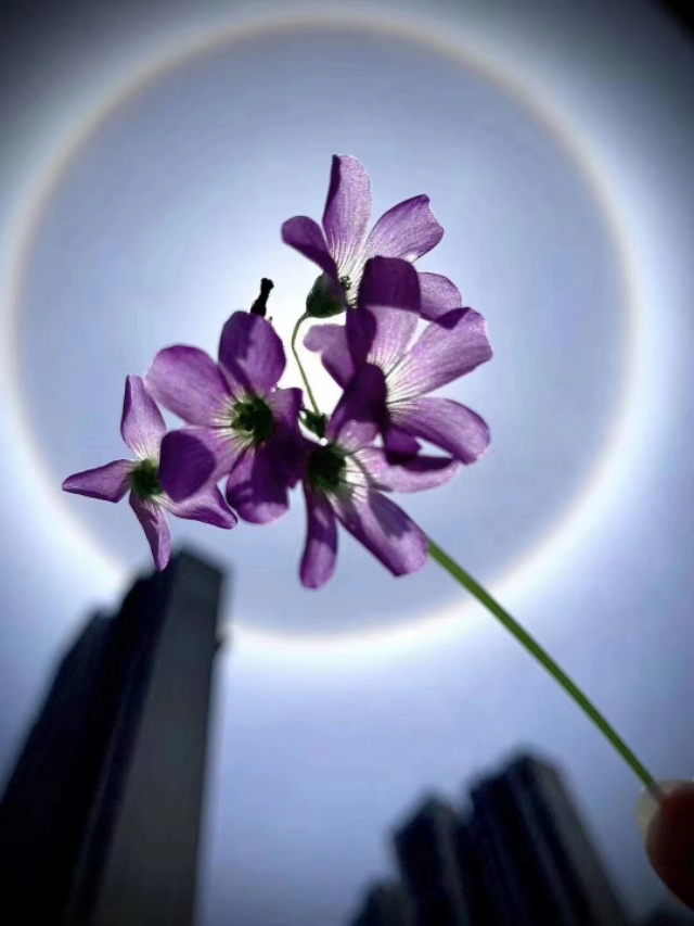日晕是什么意思 出现日晕预示着什么