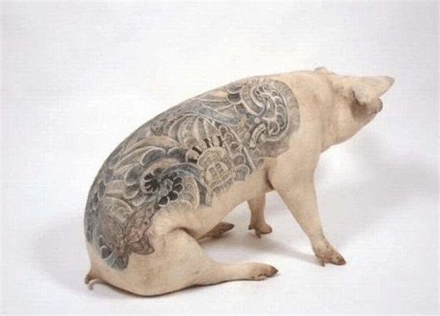 给活猪纹身,一张猪皮卖70多万,被香奈儿买走做成2个限量款手袋