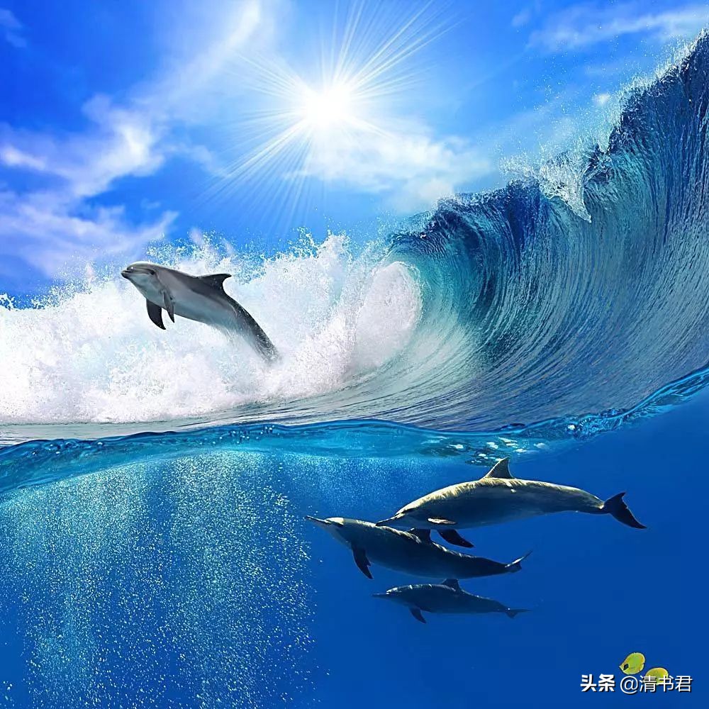 海豚和江豚,比风清爽,比雷恬静,比水透亮,比火热情,比土坚实