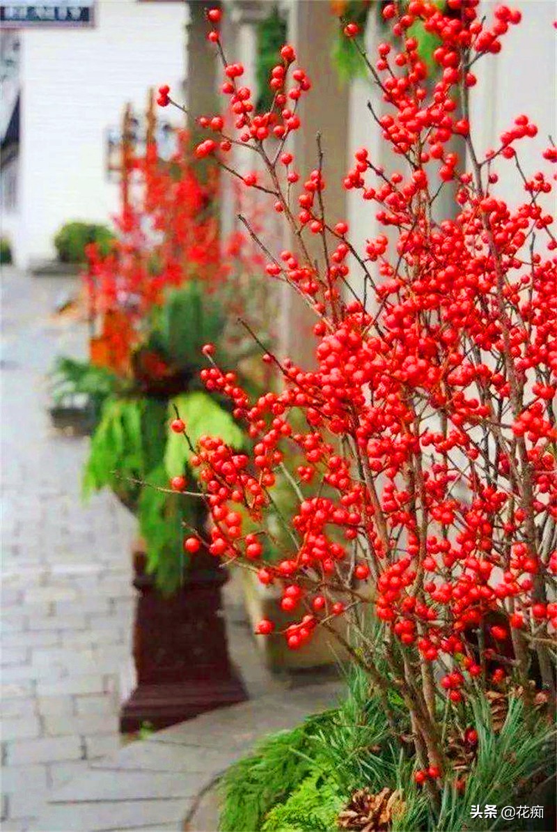 春节就该养一盆北美冬青,冬季红果挂满树,寓意日子红红火火