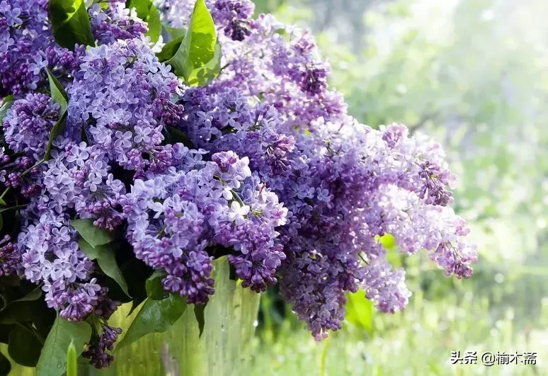 赞美丁香花的优雅诗句(十首丁香花的优美古诗词赏析)