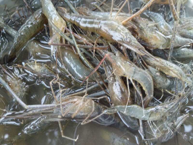 小河虾要选母的,教你1招区分公母,5月母的最香,1大盘不够吃