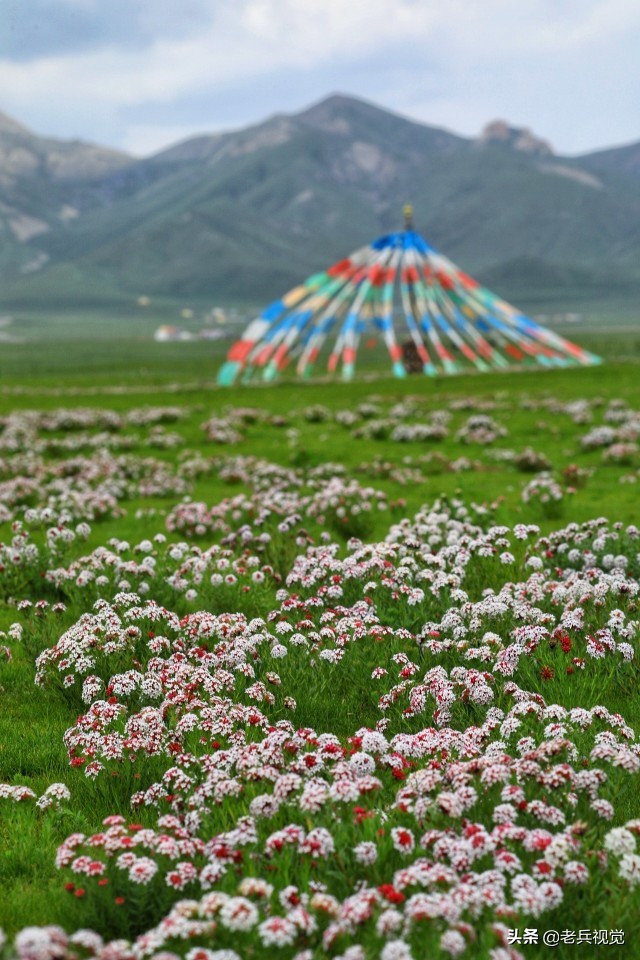 青海刚察：遇见惊艳的狼毒花