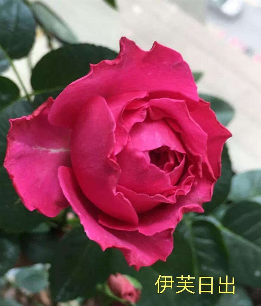 艾莎月季优缺点月季（常见切花月季详细介绍）