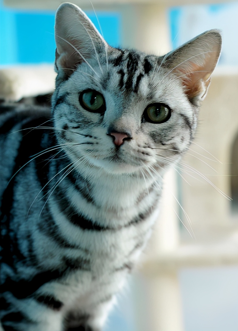 蓝猫能活多少年(想养猫) - 青木春