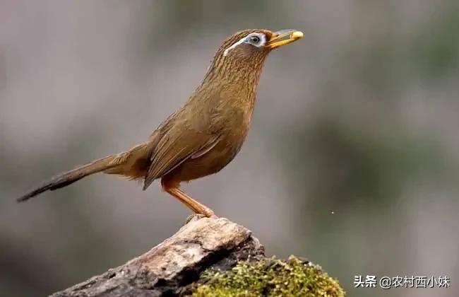 最凶残的画眉鸟眼大图(高阶画眉鸟斗鸟眼睛的选择)