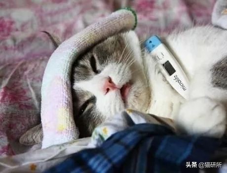 怀疑猫咪有寄生虫，铲屎官如何排查？