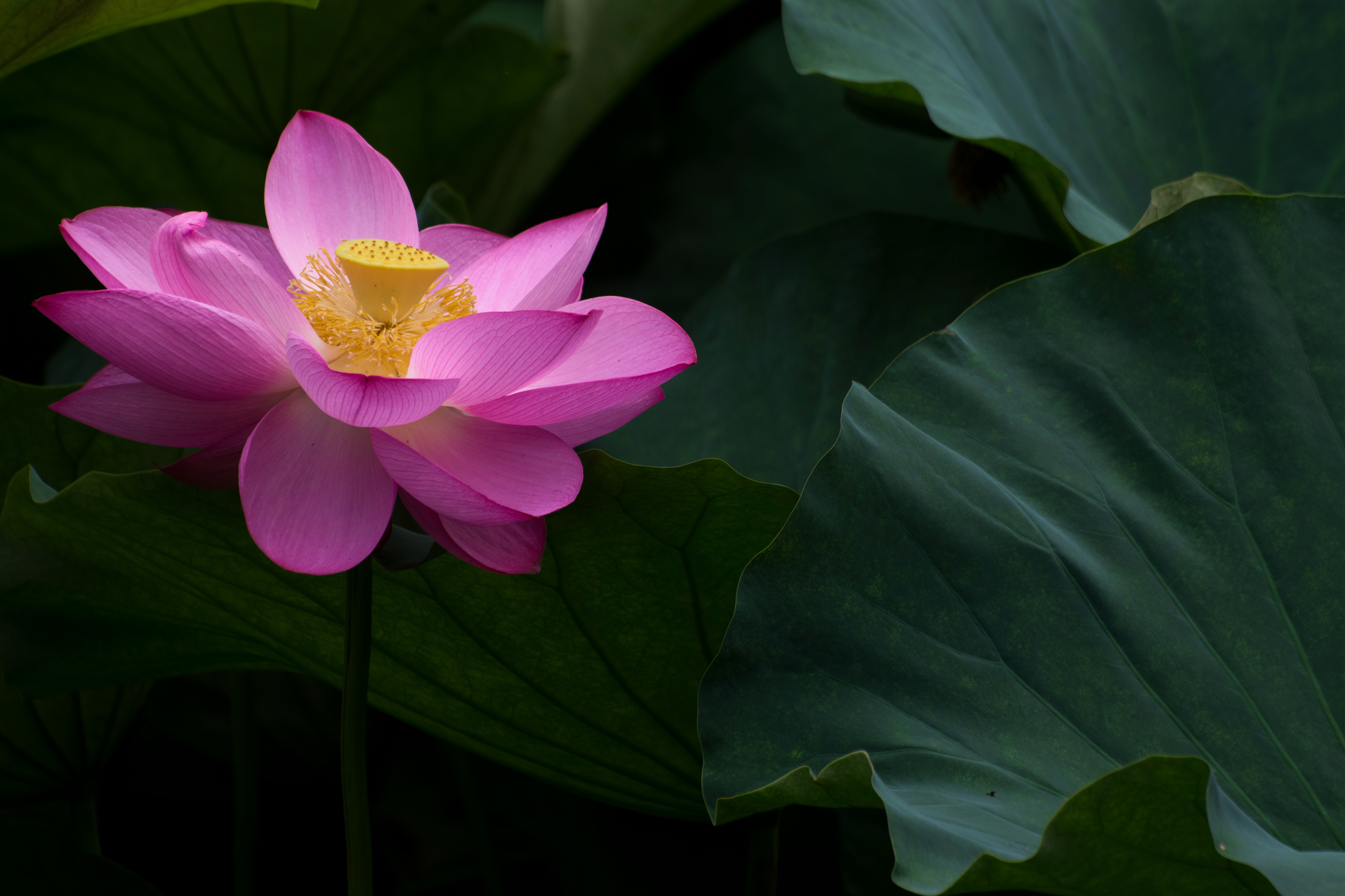 为荷而来——满池莲叶无穷碧,唯有荷花别样娇