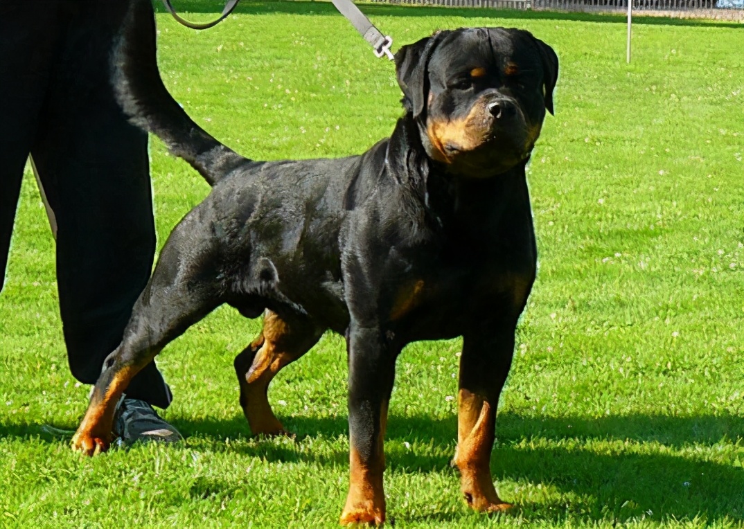 纯种罗威纳幼犬多少钱一只(没这个实力就别养) - 价格百科