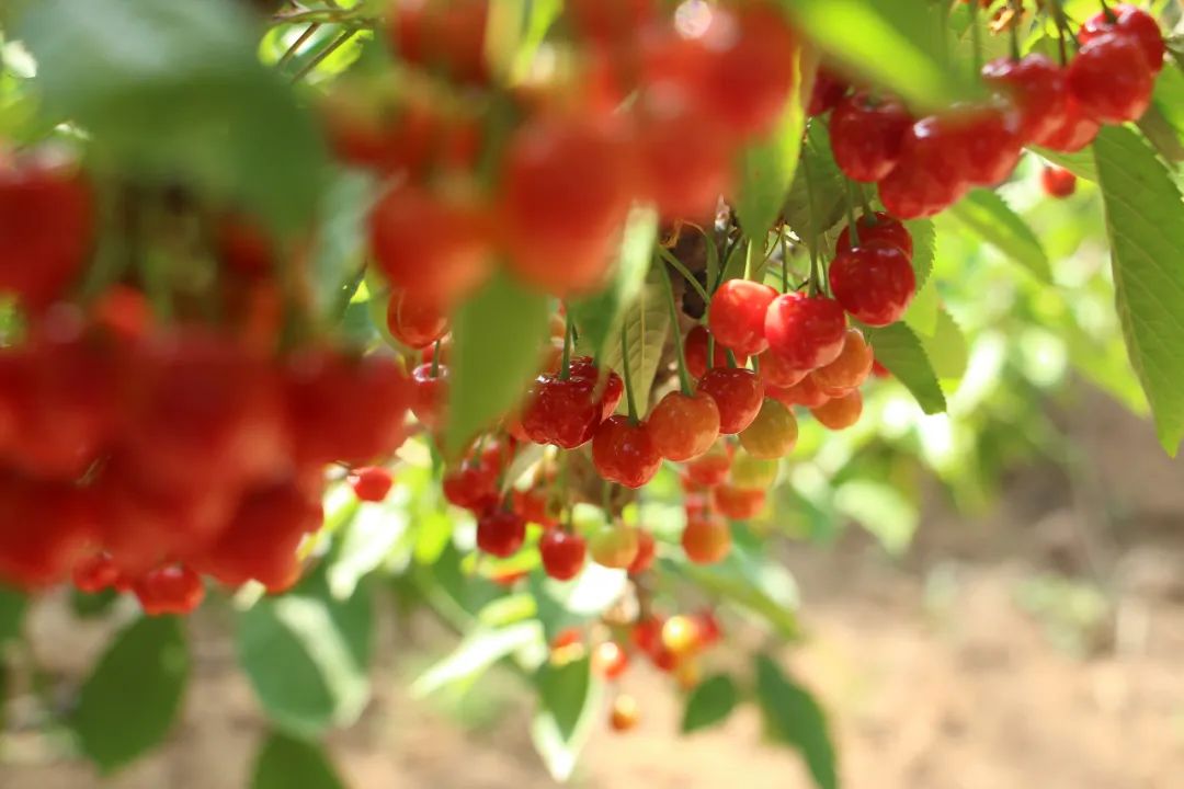 西安樱桃几月份成熟（5月樱桃采摘指南地点路线一览无余）