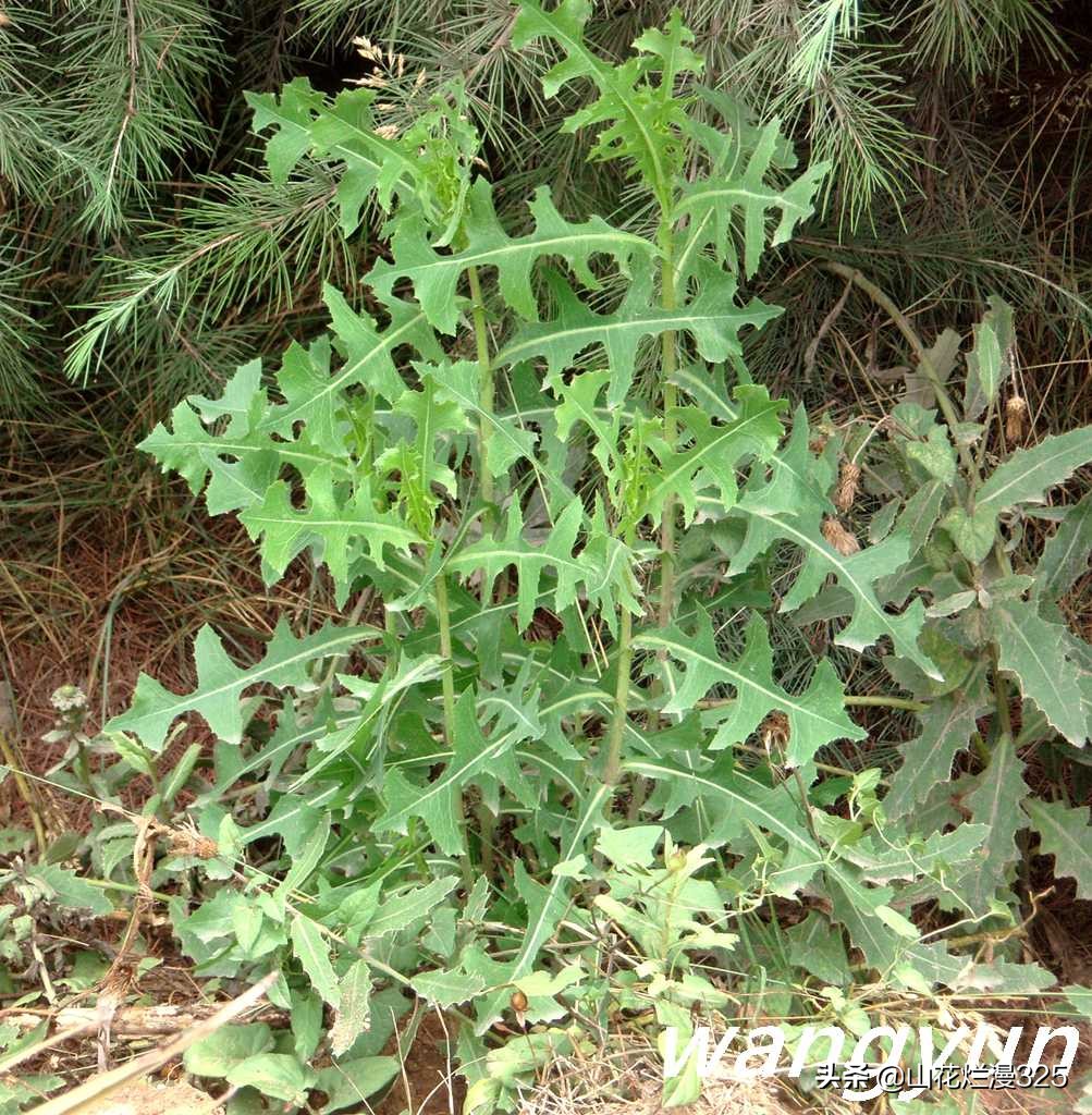 认识有毒野菜——毒莴苣