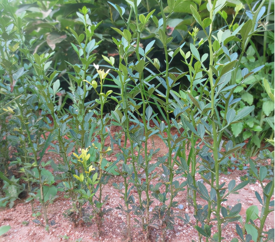 枸橘:曾经的防盗树,果子又酸又苦,晒干20元1斤,没熟就被采摘