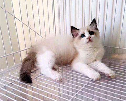 东北猫价格便宜，到底能不能买？答应我，以后别再问类似的问题