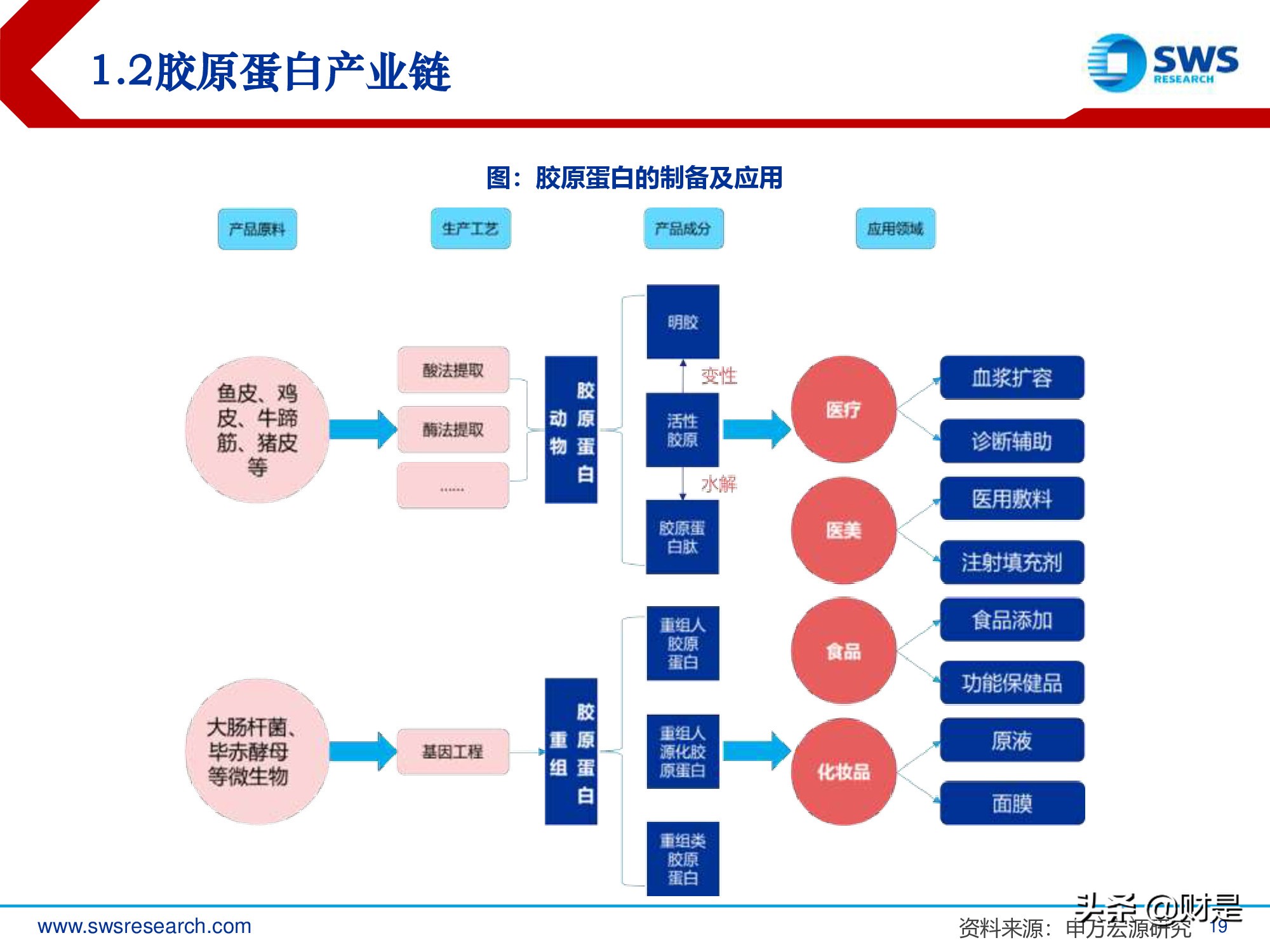 胶原蛋白行业深度研究报告：生物医药材料下一个风口
