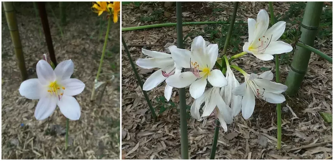 这是一株有故事的花——花开无叶,花落叶生