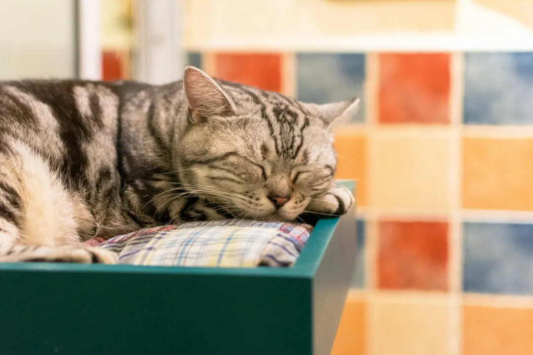 虐猫者心理分析：童年创伤，是滋养“恶魔”的温床