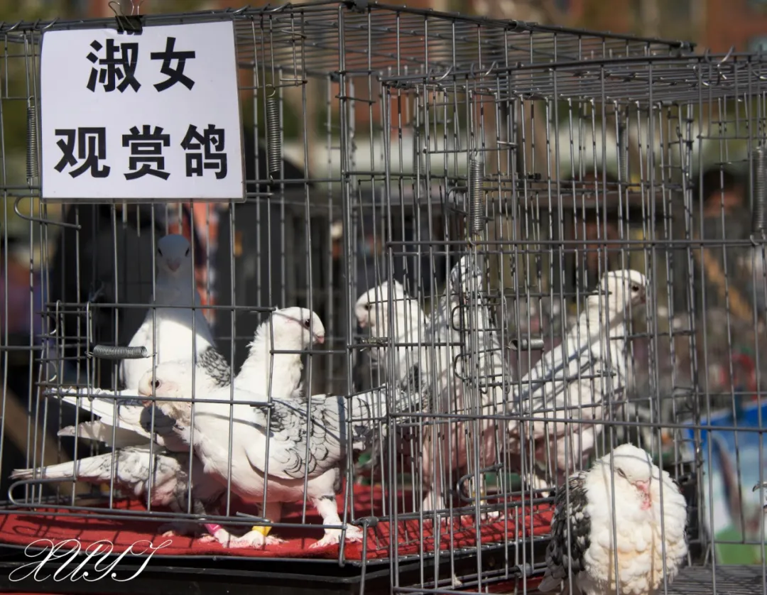 津门网徐屹：北京沙河集市中的宠物市场