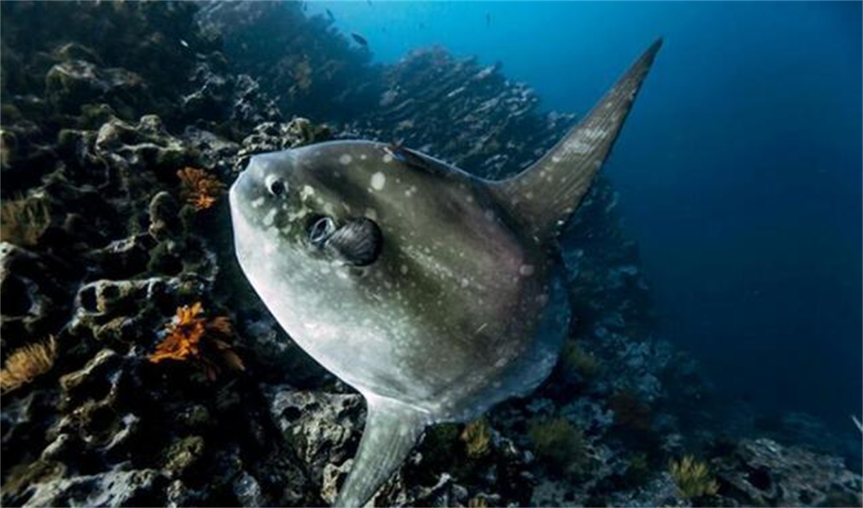 被咬到也不会逃跑的翻车鱼,为什么还没灭绝?