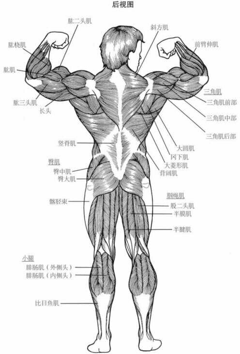施瓦辛格健身全书11 施瓦辛格帮你制定基础训练计划