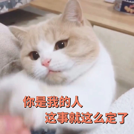 猫咪表情包：你不对劲，小老弟