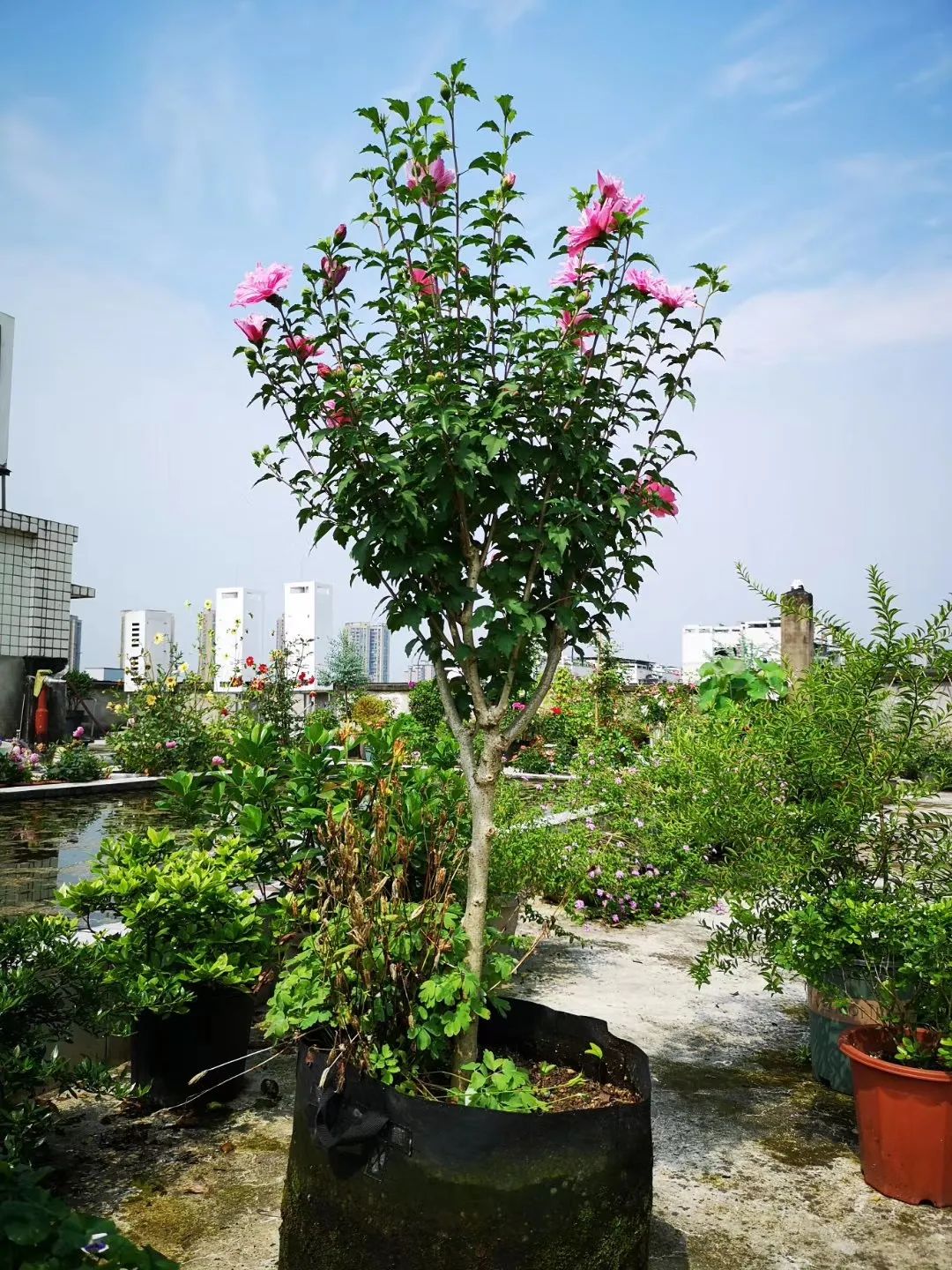 海妈花园访问｜想种花没地方？重庆小学老师在学校楼顶造了座花园