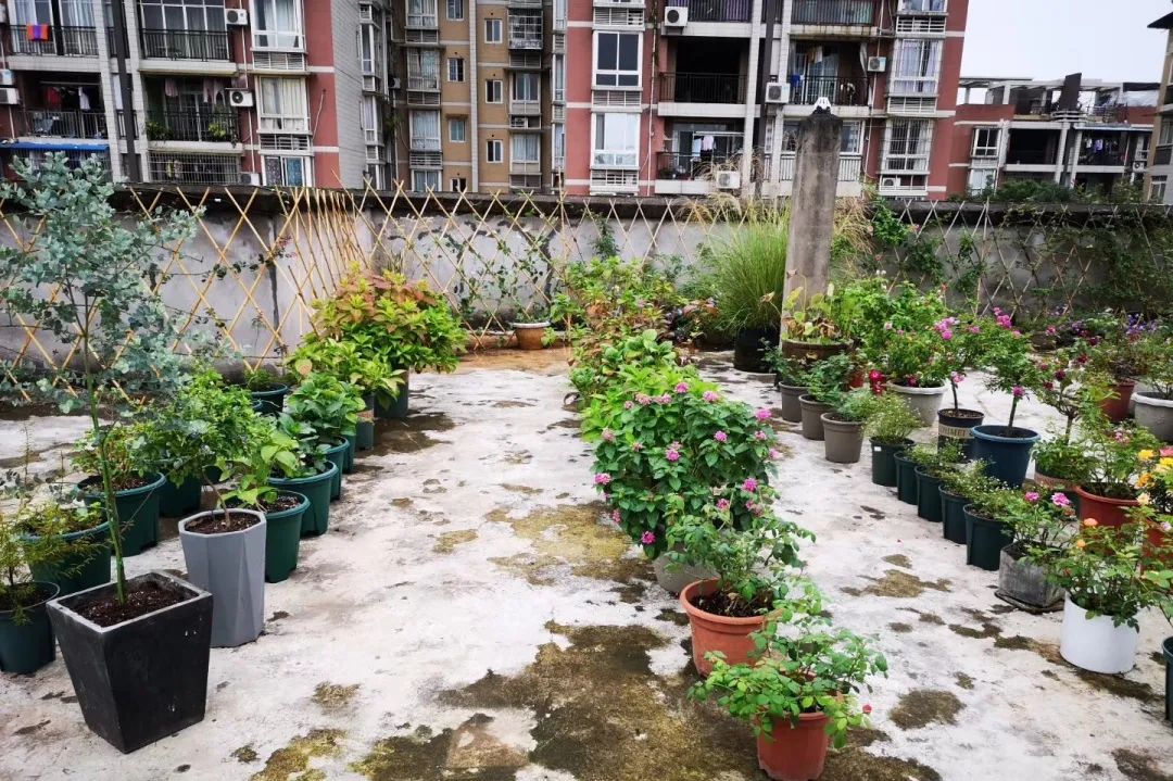 海妈花园访问｜想种花没地方？重庆小学老师在学校楼顶造了座花园