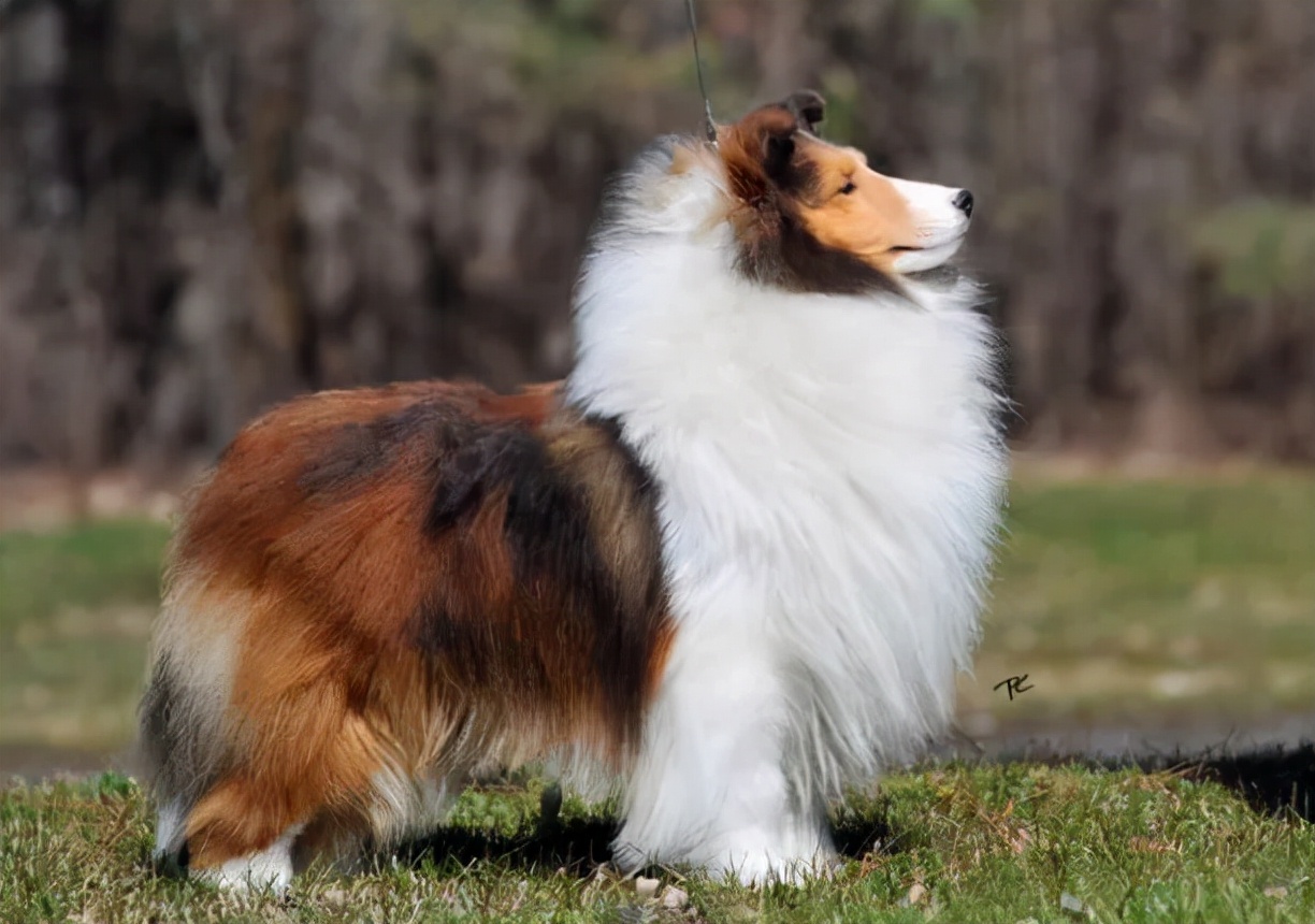 喜乐蒂牧羊犬图片(为什么喜乐蒂犬很少人养) - 赤虎壹号