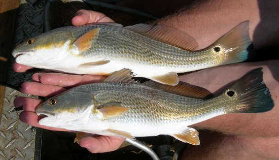 紅魚(yú),紅魚(yú)怎么做好吃又簡(jiǎn)單