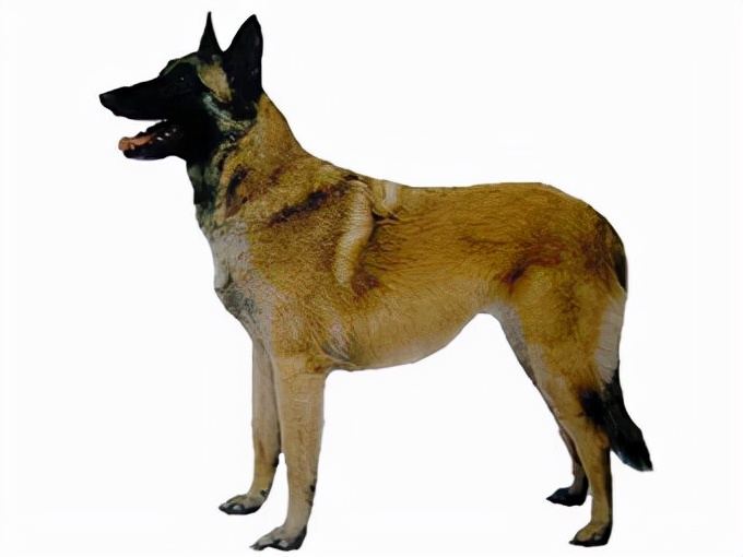 世界犬种智商排名榜前 30 名的聪明狗狗