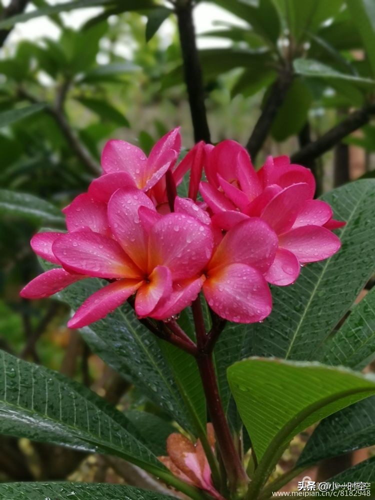 诗情花意：初秋雨晴花意浓