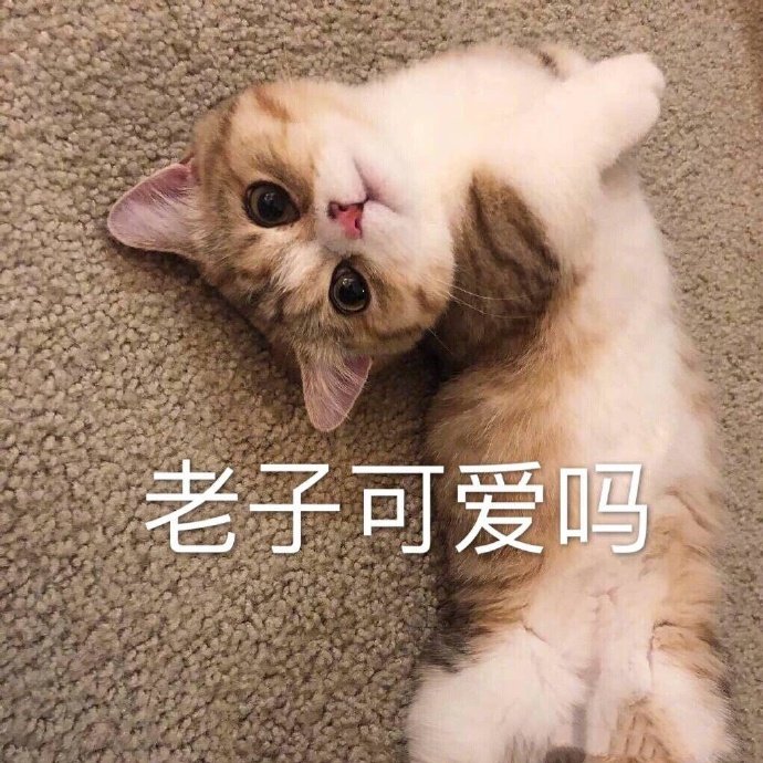 猫咪表情包合集｜老子可爱吗？