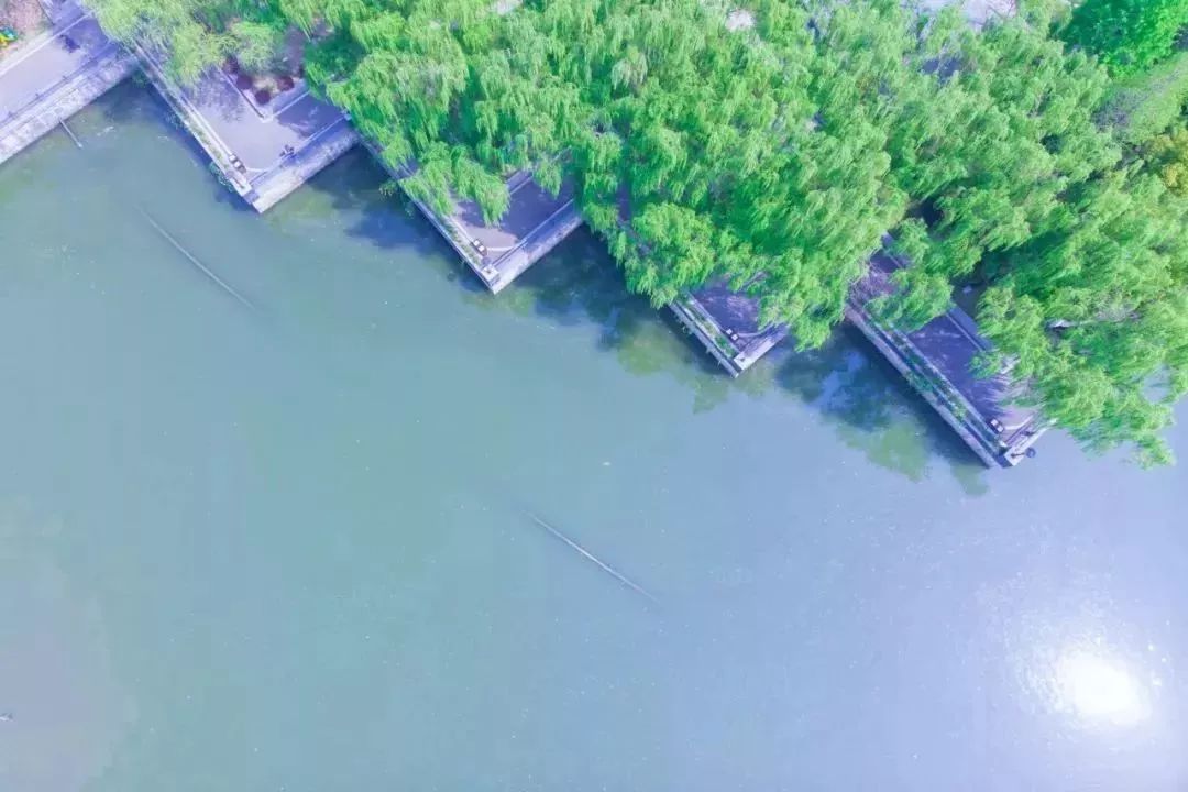 武汉大学的樱花开了！还有这些景点统统免费…