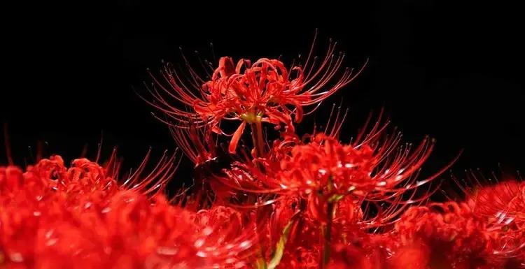 十大地狱恶魔之花(象征黑暗的地狱十种恶魔之花)