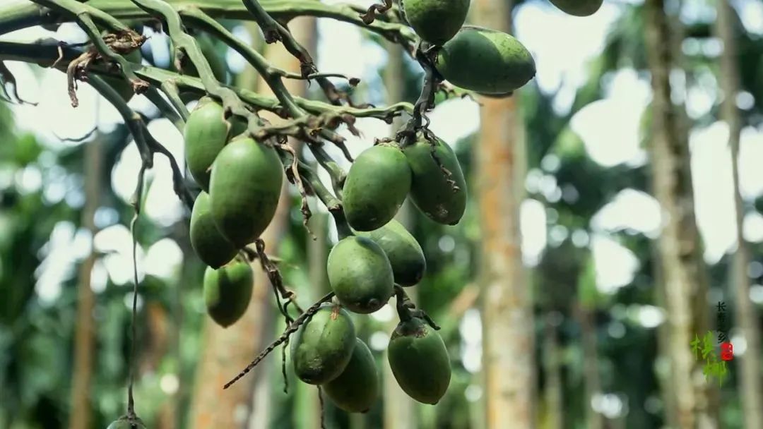 湖南“槟榔大王”家族内斗：盲人亿万富豪去世，10亿家产掀起争端