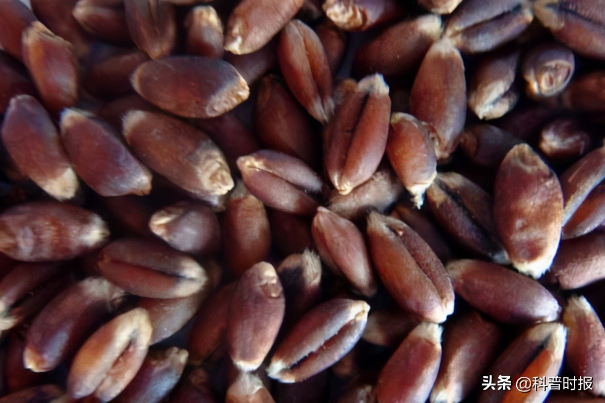 黑麦子面粉的功效与作用-我的快乐小窝