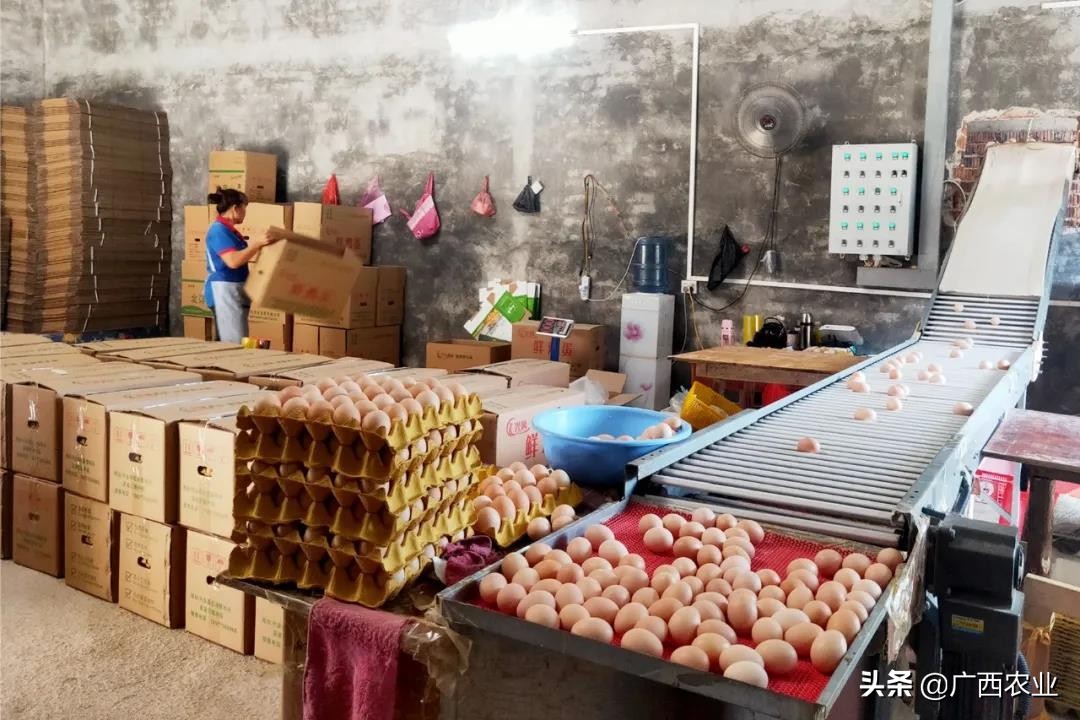 兴业县石南镇六联村:养殖蛋鸡创新路 特色产业助力乡村振兴