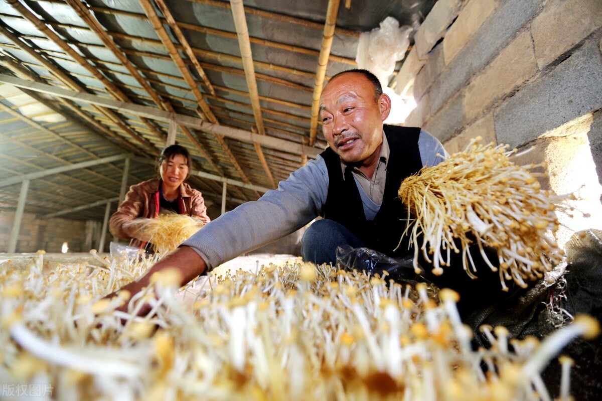 金针菇种植(把控好这5点你也能种出高品质的金针菇)