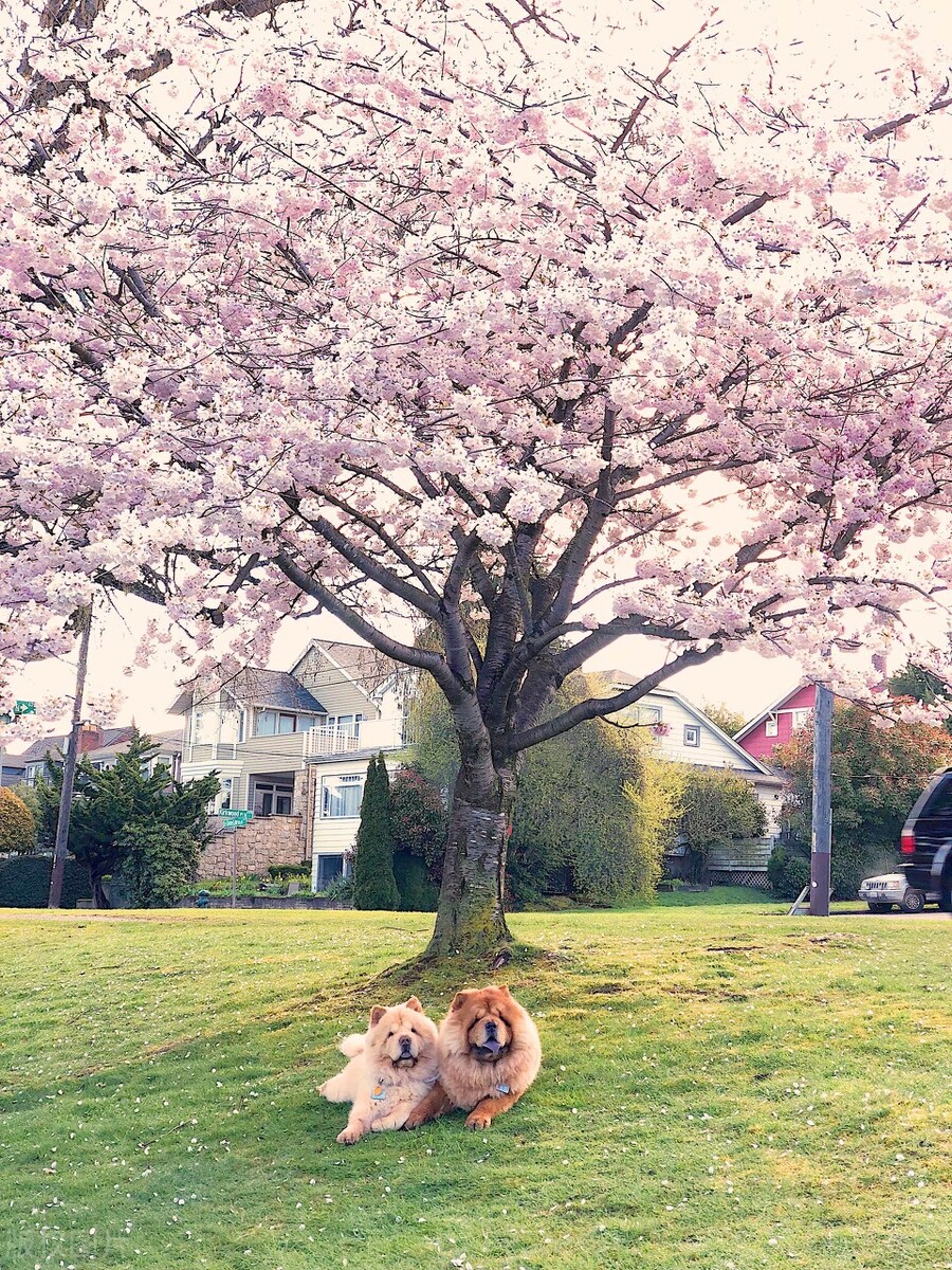 雍容的贵族——松狮犬的喂养 挑选以及美容注意事项等统统在这里