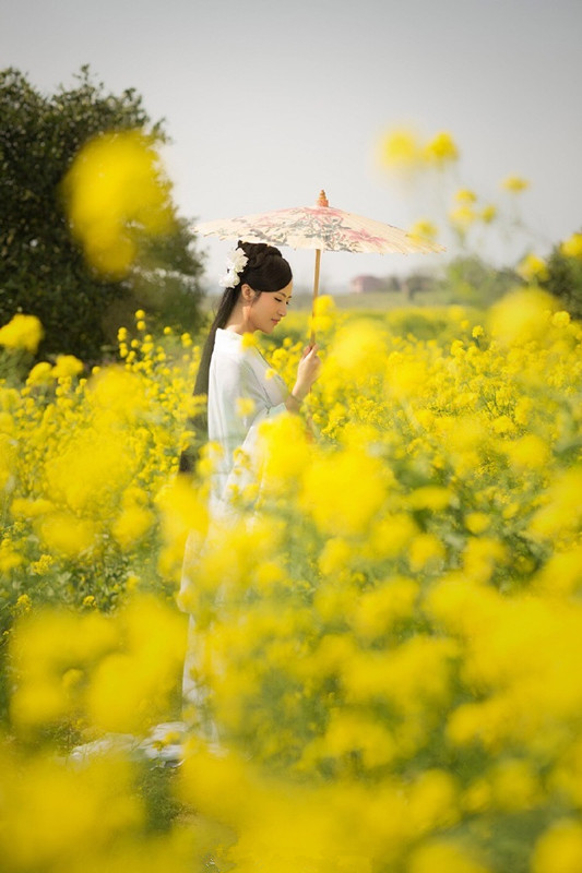 春天话油菜花：这一国外油菜品种，为何在我国能一枝独秀？