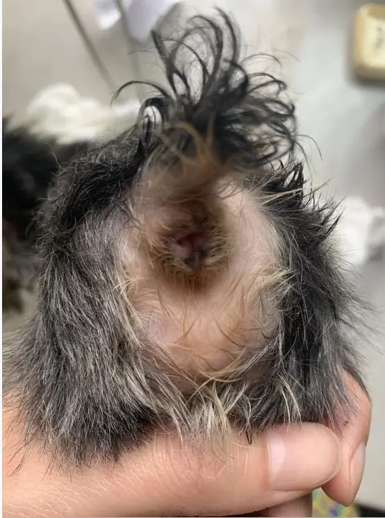 棉签扩张是什么意思(有苦难言的肛门问题,作为家长你了解吗)