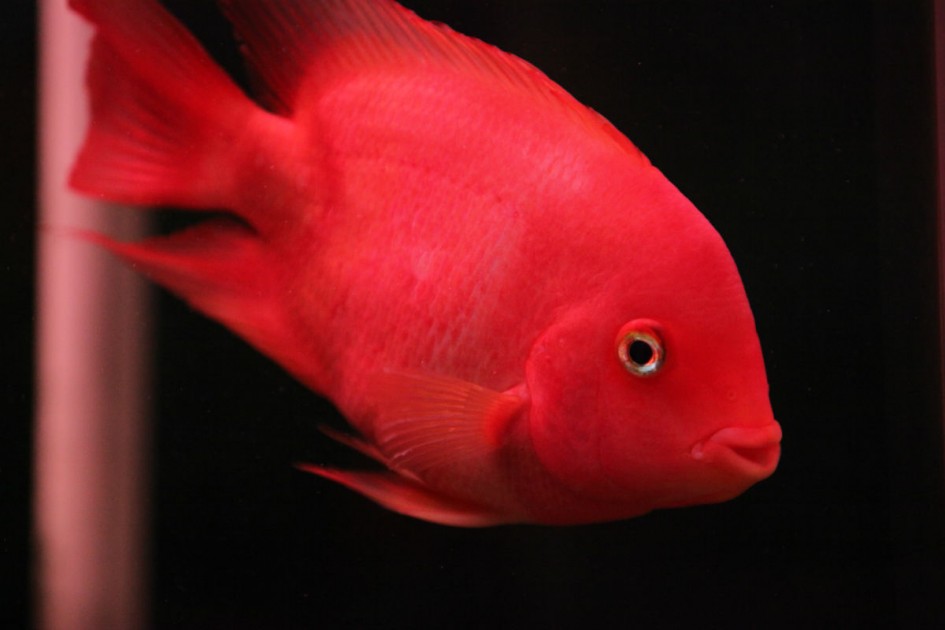 在饲料中增加这几种东西可以增加红色度