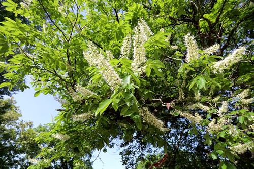 娑罗花开正盛,宜君来许诺言,关于玄奘和三颗娑罗树种子的千年传说