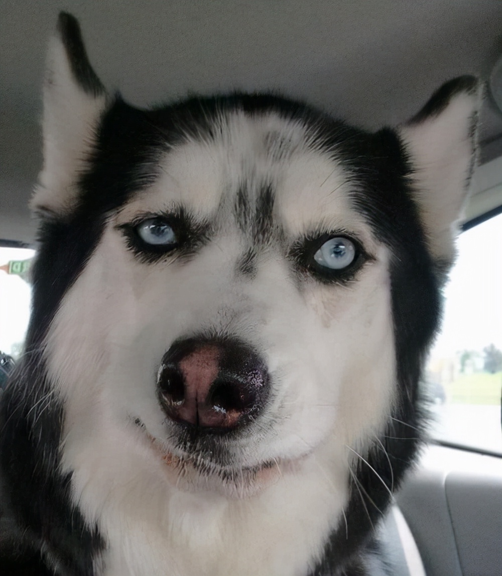 形容二哈狗样子的优美句子