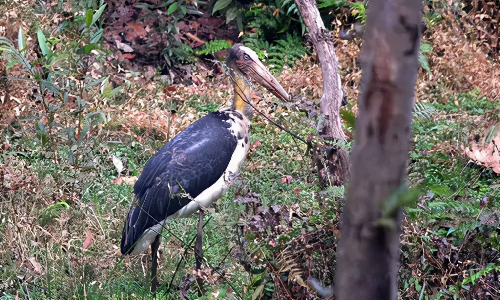 鹙怎么读？鹙的读音和意思