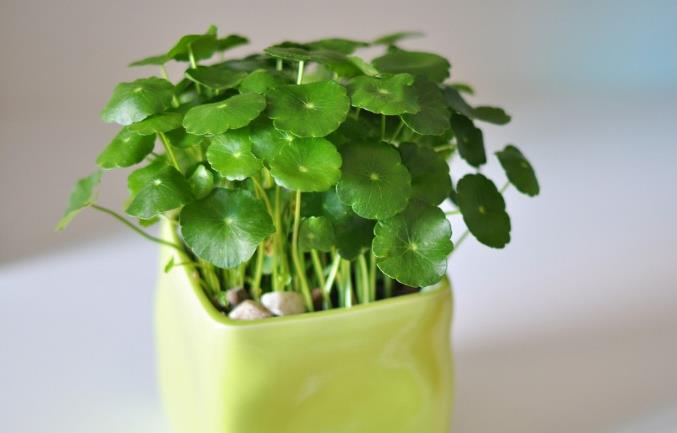 人生实苦，自渡是福