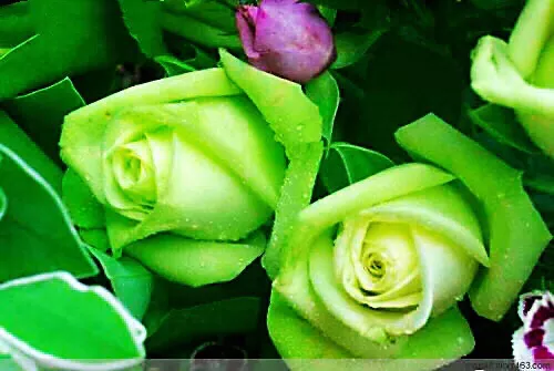 绿色玫瑰～象征：清纯永驻，纯真简朴