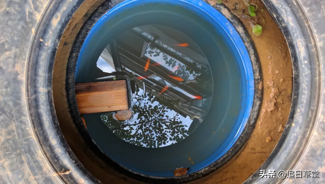 武汉都市菜园DIY回忆录之三樱花潭与浴盆鱼缸