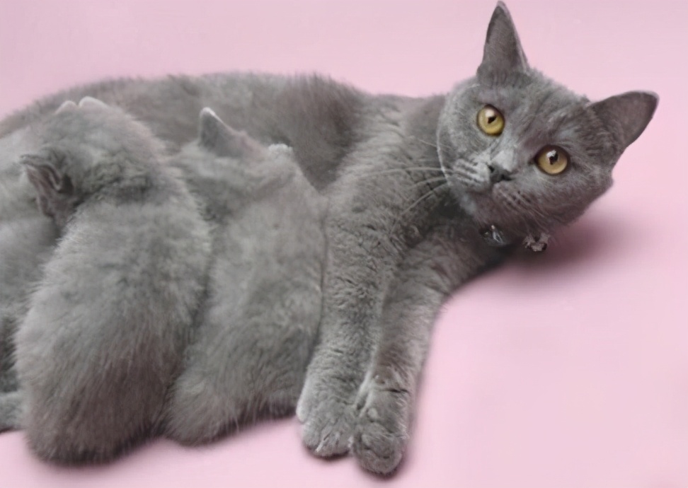 猫咪有这几个表现，说明它“怀孕”了，主人别傻傻不知道